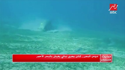 Video herunterladen: رئيس جمعية الإنقاذ البحري وحماية البيئة بالبحر الأحمر يكشف تفاصيل ظهور عروس البحر في مرسى علم