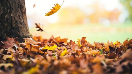 The Fall Foliage Season Will Be Delayed, According to Experts