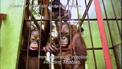 Indonesia's forest fires affecting Borneo's orangutans