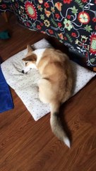 Doggy Having Good Dreams