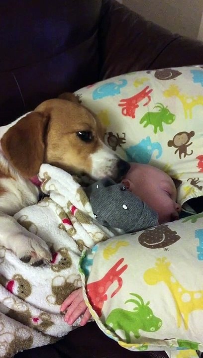 Cuddly Corgi Keeps Baby Clean