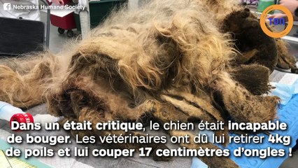 Ce petit chien avait 4kg de poils  et 17 centimètres d’ongles !