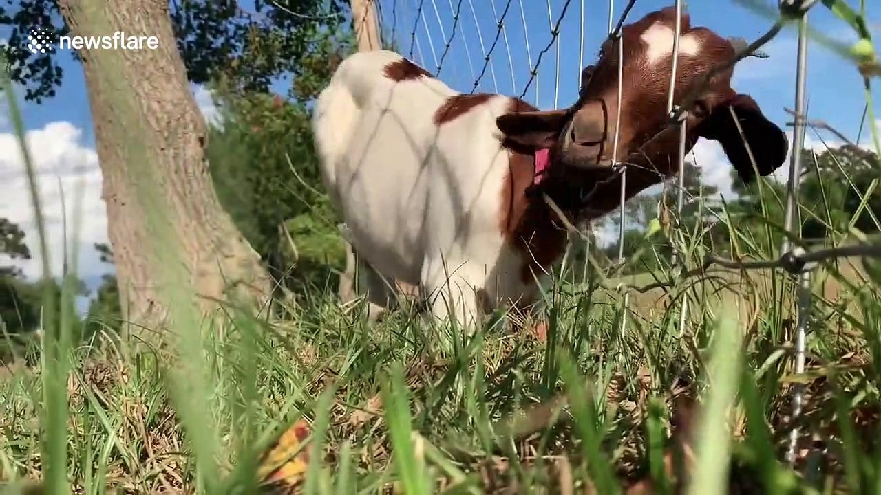 Silly goat gets her head stuck head in fence twice in one day on Texas farm