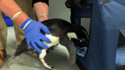 إطلاق بطريق في أستراليا بعد معالجته إثر اجتيازه آلاف الكيلومترات من نيوزيلندا