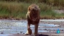 el-rey-africano-documental-de-leones