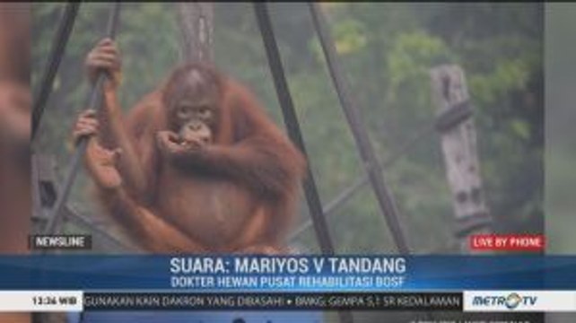 Dampak Kebakaran pada Habitat Orang Utan