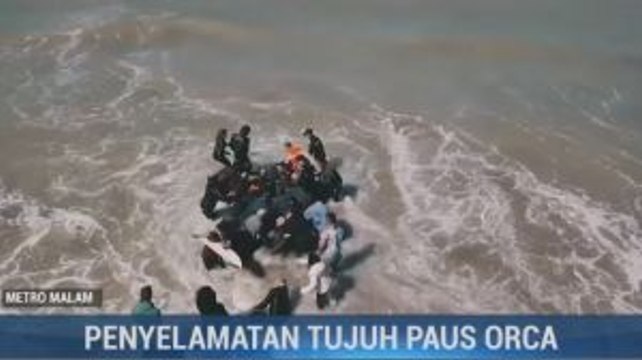 7 Paus Orca Terdampar di Pantai Argentina