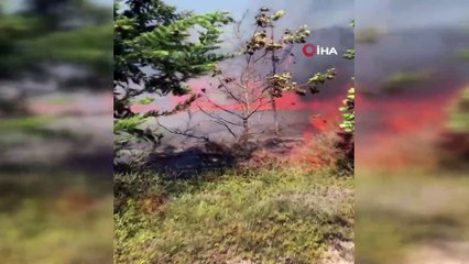 Silivri'de 3,5 hektarlık ormanlık alan kül oldu