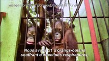 Les orang-outans de Bornéo menacés par les grands feux de forêt