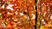 Fall Foliage Maps to Help You Find the Best Leaves