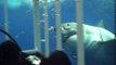 Un grand requin blanc fait une grosse frayeur à des plongeurs en cage au large de Guadalupe, Mexique