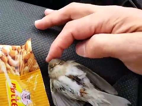 Un automobiliste sauve un oiseau coincé sous la malle de toit de sa voiture