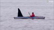 Une orque énorme rend visite à un kayakiste pour un petit calin...