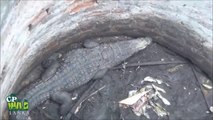 Ils trouvent un crocodile coincé au fond d'un puits et tentent de l'en sortir