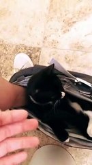 Cat Doesn't Care About Personal Privacy