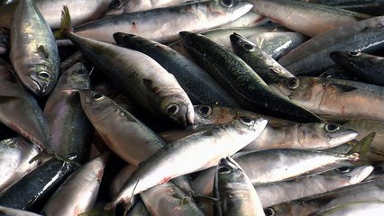 '국민 생선' 고등어 딜레마...자원 회복 나섰더니 '도산 위기' / YTN