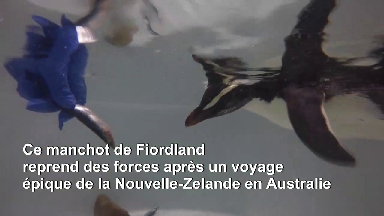 Voyage épique d'un petit manchot de Nouvelle-Zélande à l'Australie