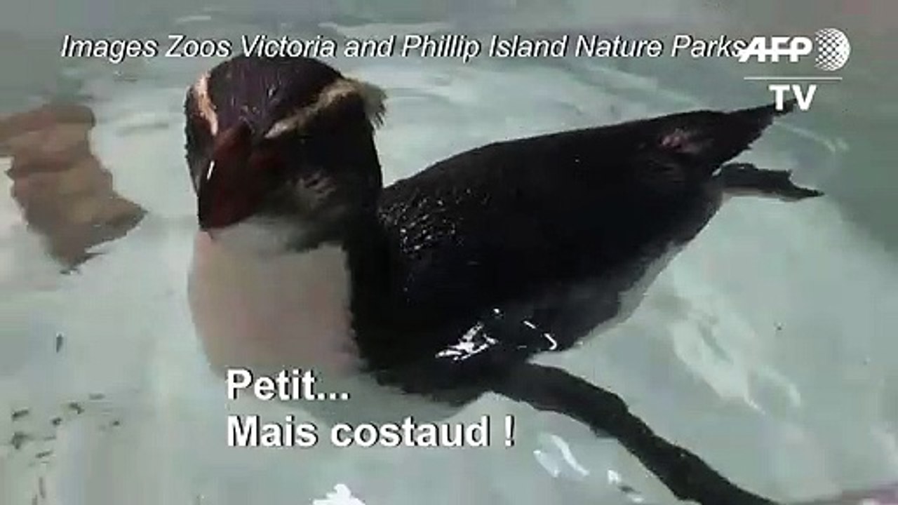 Voyage épique d'un petit manchot de Nouvelle-Zélande à l'Australie