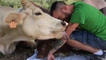 Cow Shows Gratitude To Keeper With Lots Of Licks