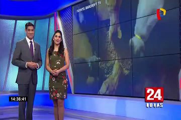 GatoLover: mujer de California vive con mil gatos