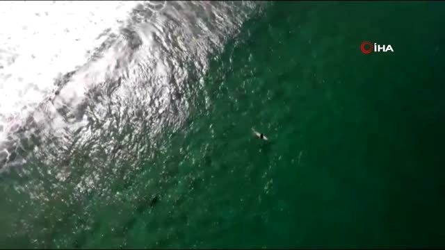 - Köpek Balığı Saldırısını Drone ile Engelledi