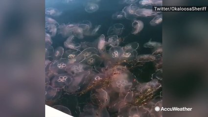 A bloom of jellyfish swarm a bay