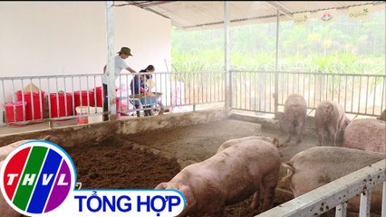 THVL | Chăn nuôi sinh học giúp nhiều hộ vượt qua dịch tả heo châu Phi