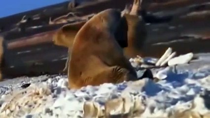 oso-polar-documental