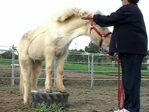 Charm, Icelandic Horse, on the Platform