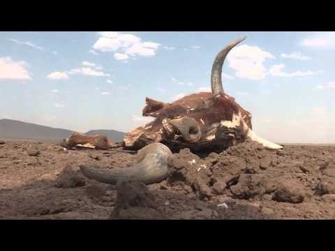 En Afrique du Sud, solidarité contre la pire sécheresse depuis un siècle