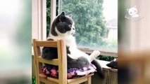 Gatos Graciosos - Los Mejores Videos de Gatos Chistosos