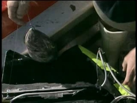 Les Requins Tueurs (1/2)