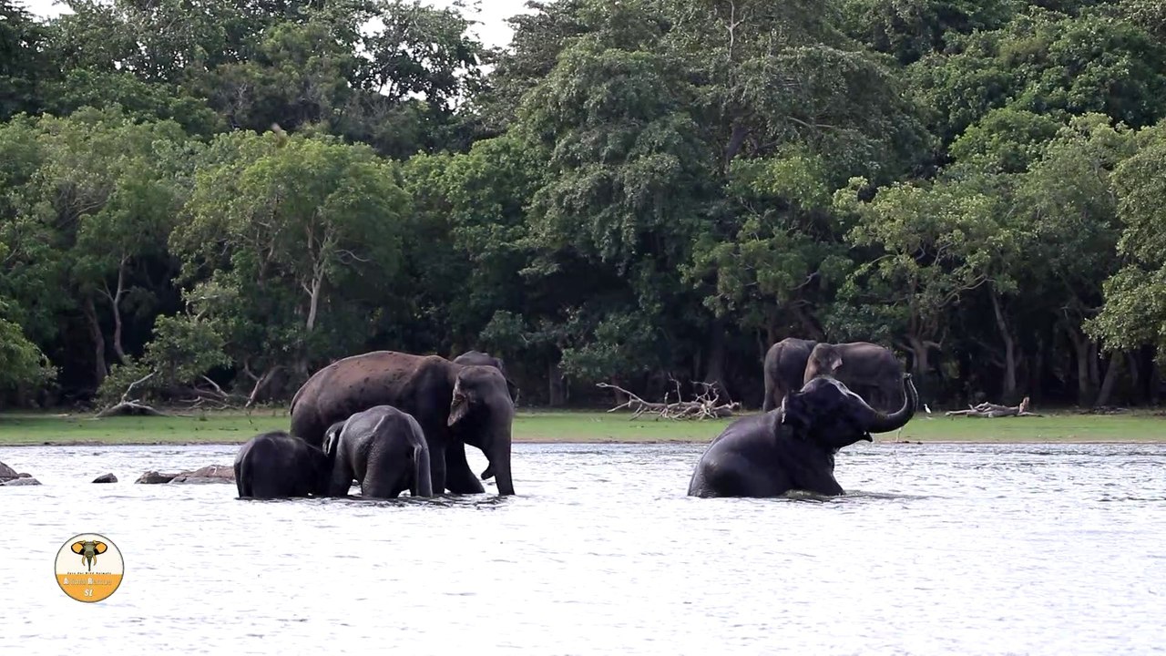 Sri lankan wild elephants at the Yala national park !