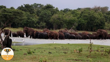 Herd of  elephant at the Kalawewa  national park !