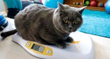 Obez kedi pilatesle zayıfladı!