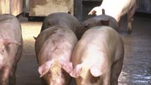 전국 돼지 도매시장 열려...가격변동 가능성 / YTN