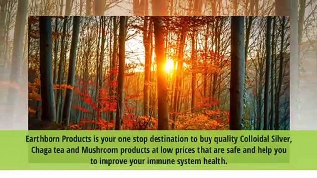 Siberian Chaga Mushroom Extract