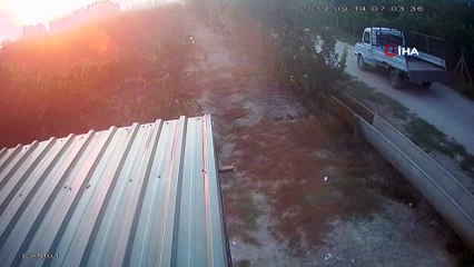 Koyunları 'otlata otlata' böyle çaldılar