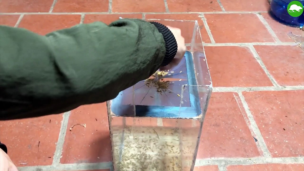 Easiest Mouse Trap-DIY make A Mouse Trap Homemade Saving 10 mice-Mouse Reject-Top Mouse Trap