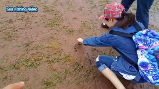 Amazing Catching Monster Razor Clams - Fastest Skills Catch Giant Geoduck