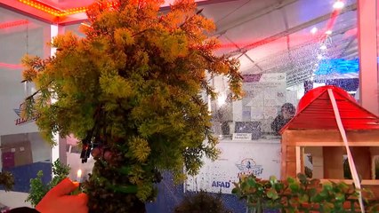 Orman yangınlarına 'itfaiye ağaç' ile erken müdahale - İSTANBUL