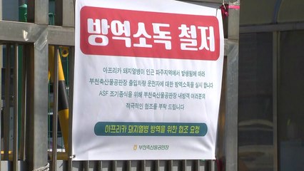 돼지 도매시장 거래 재개...가격 안정될까 / YTN