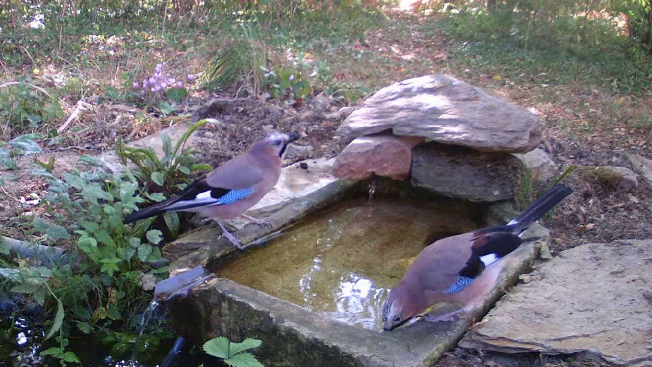 Geais, 18 septembre 2019