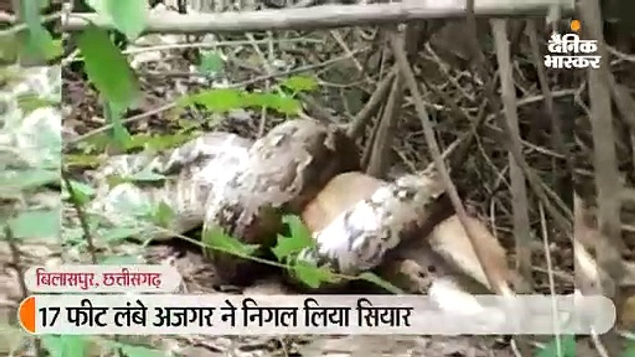 17 फीट लंबे अजगर ने निगल लिया सियार; पचाने के ल...