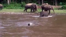 Une vieille vidéo montre un bébé sauvant un homme qui se noie et touche de nouveau les internautes