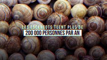 Les escargots tuent plus de 200 000 personnes par an