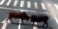 Dos furibundos toros se dan de cornadas en una autopista china y hacen huir a los coches en tránsito