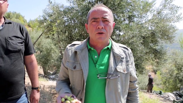 Mersin'de zeytin hasadı başladı