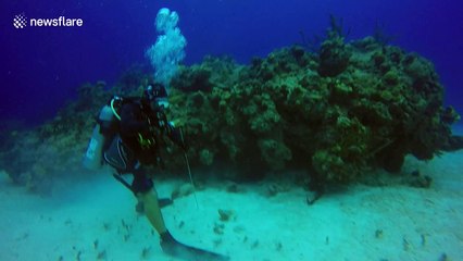 Diver swims in the middle of a shark feeding frenzy in the Bahamas