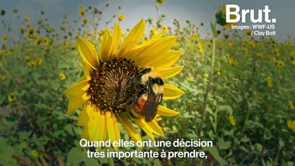 "Les animaux peuvent nous rendre plus humains", estime Yolaine de La Bigne